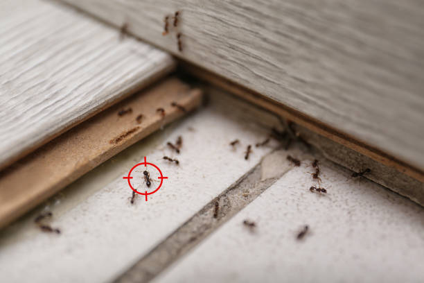 Trusted Nowata, OK Pest Control Experts