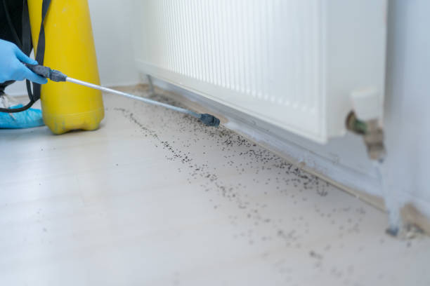 Best Ant Control Services  in Nowata, OK